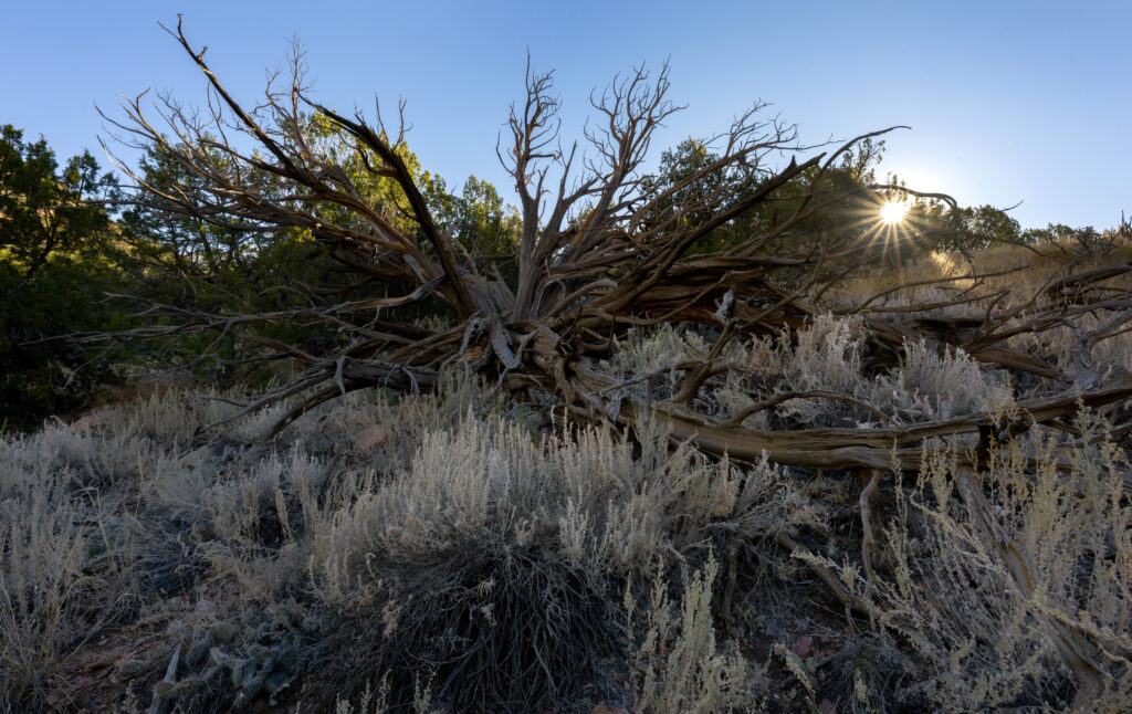 The sun rises above the pinyon pine trees along the Royal Cascade Trail on Wednesday, Oct. 29, 2025, west of Canon City. The 3.6-mile trail connects the Tunnel Drive Trail to the Summit Trail on the top of the Royal Gorge. (The Gazette, Christian Murdock)
