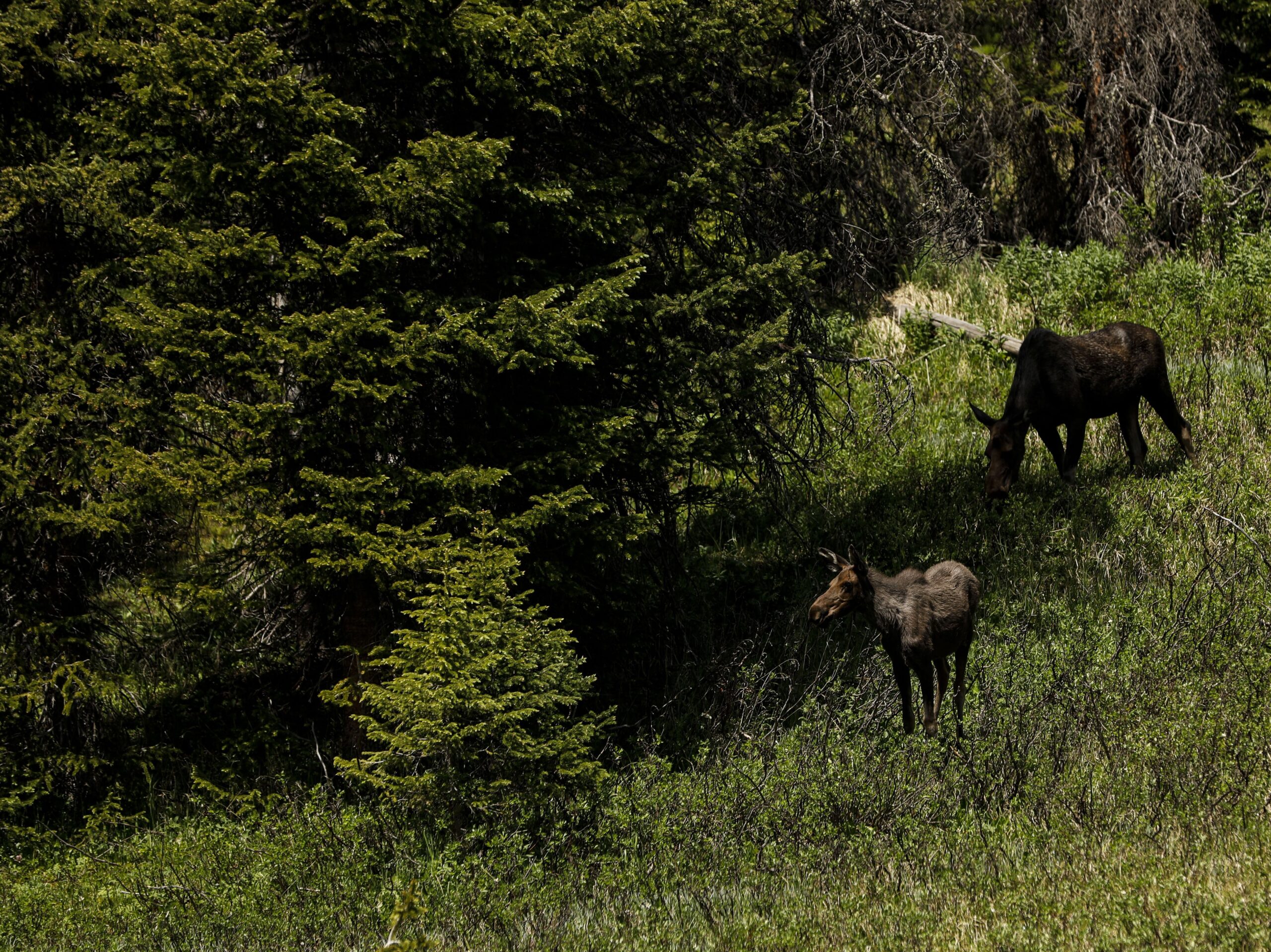A curious moose calf takes a pause from eating with its mother near Lake Irene on the west side of Rocky Mountain National Park on Saturday, July 13, 2019. Gazette photo