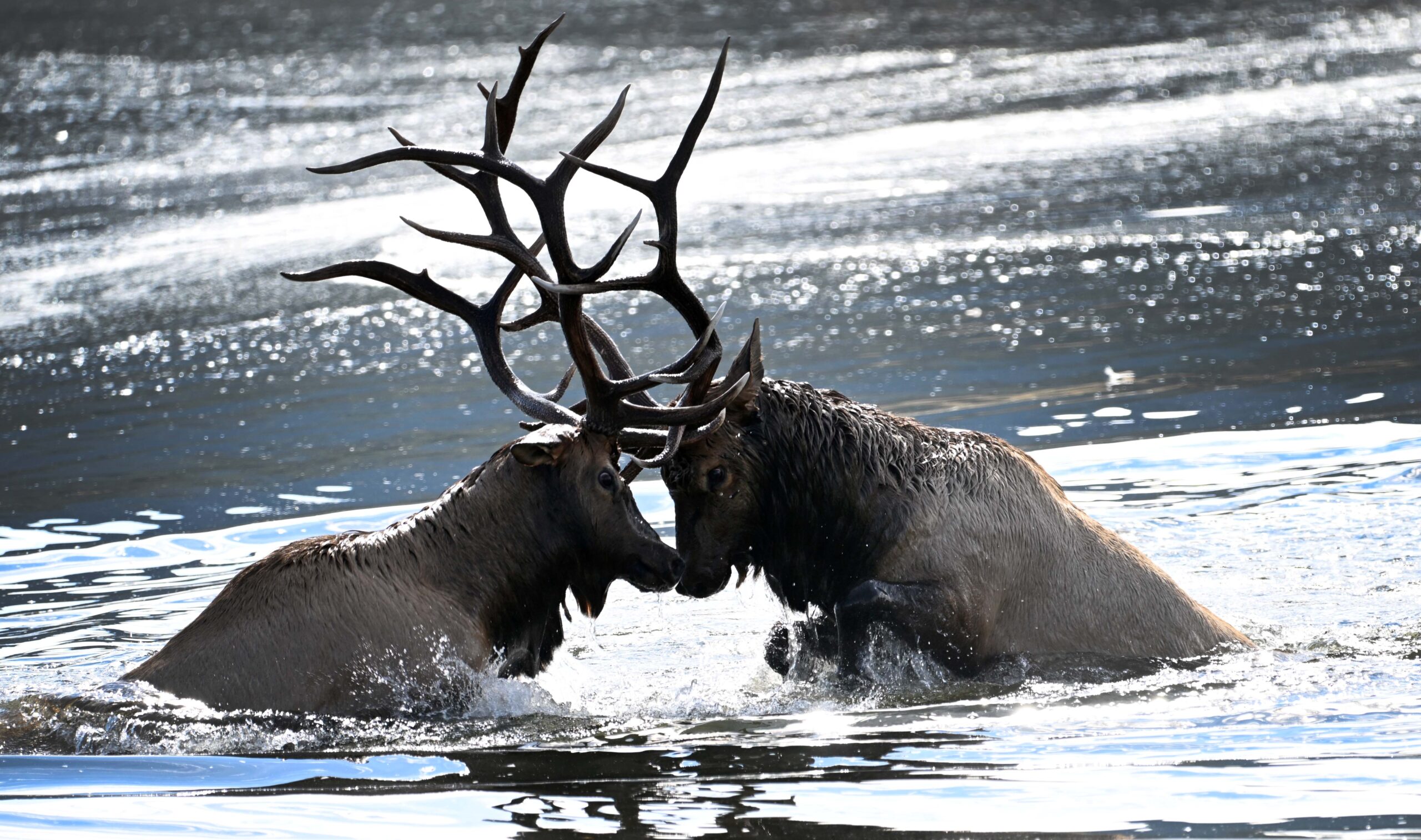 Animal Madness: Colorado wildlife face off in bracket challenge
