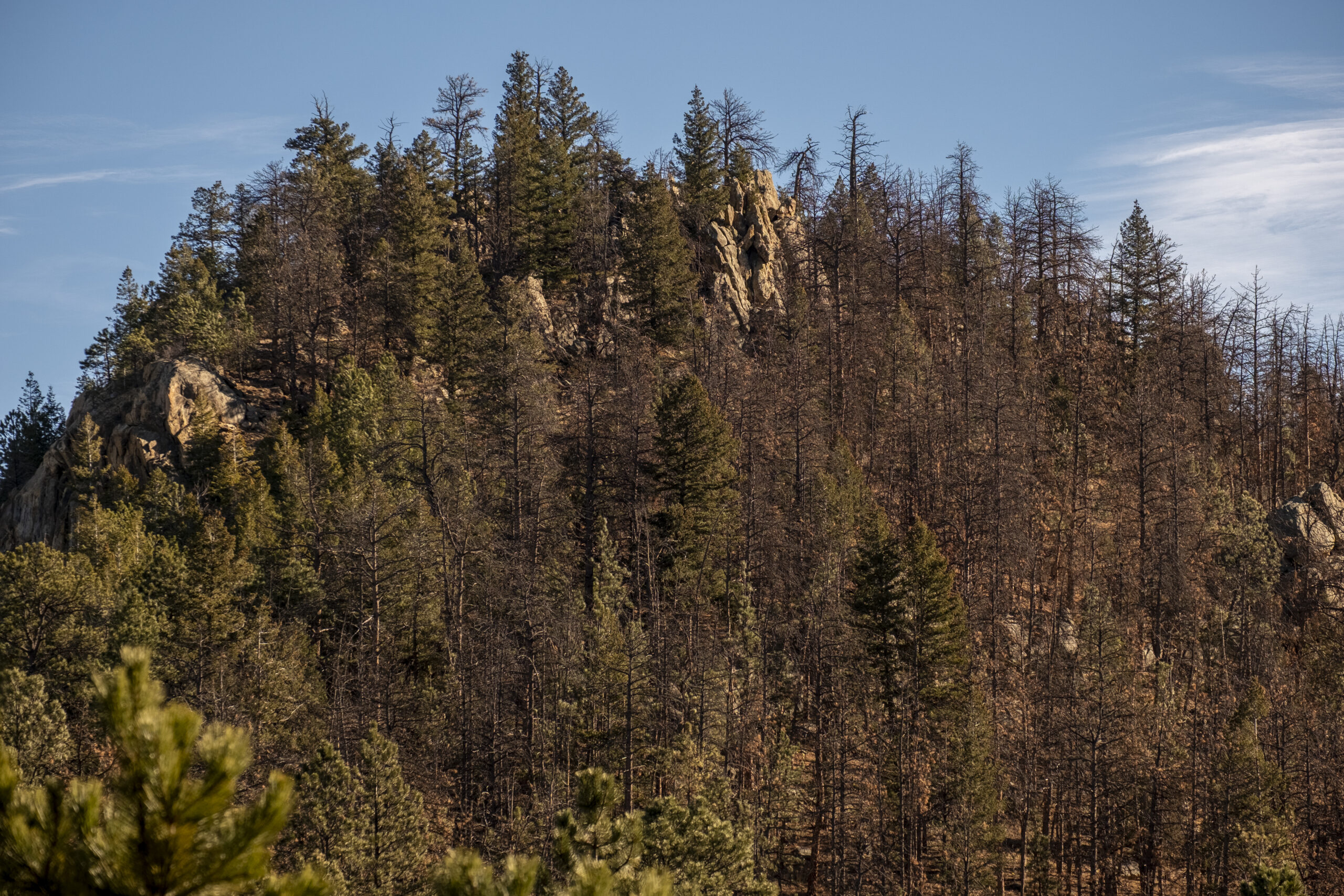 Pine beetle infestation in Colorado’s Front Range forests prompts action from Gov. Polis