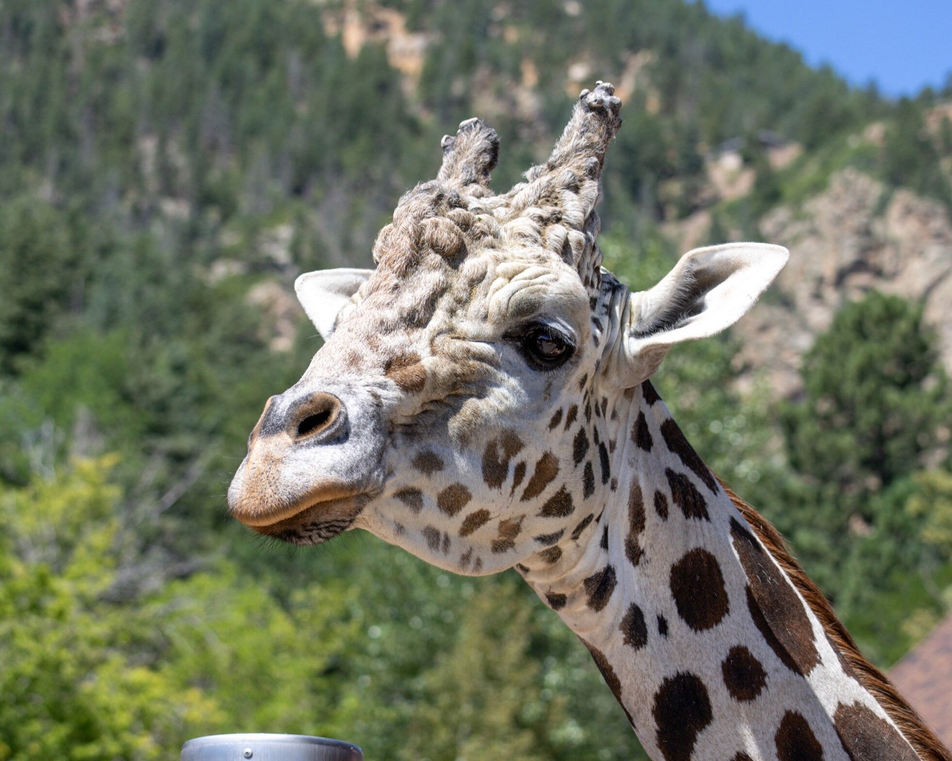 Colorado zoo reflects on legacy of 17-year-old giraffe after euthanization