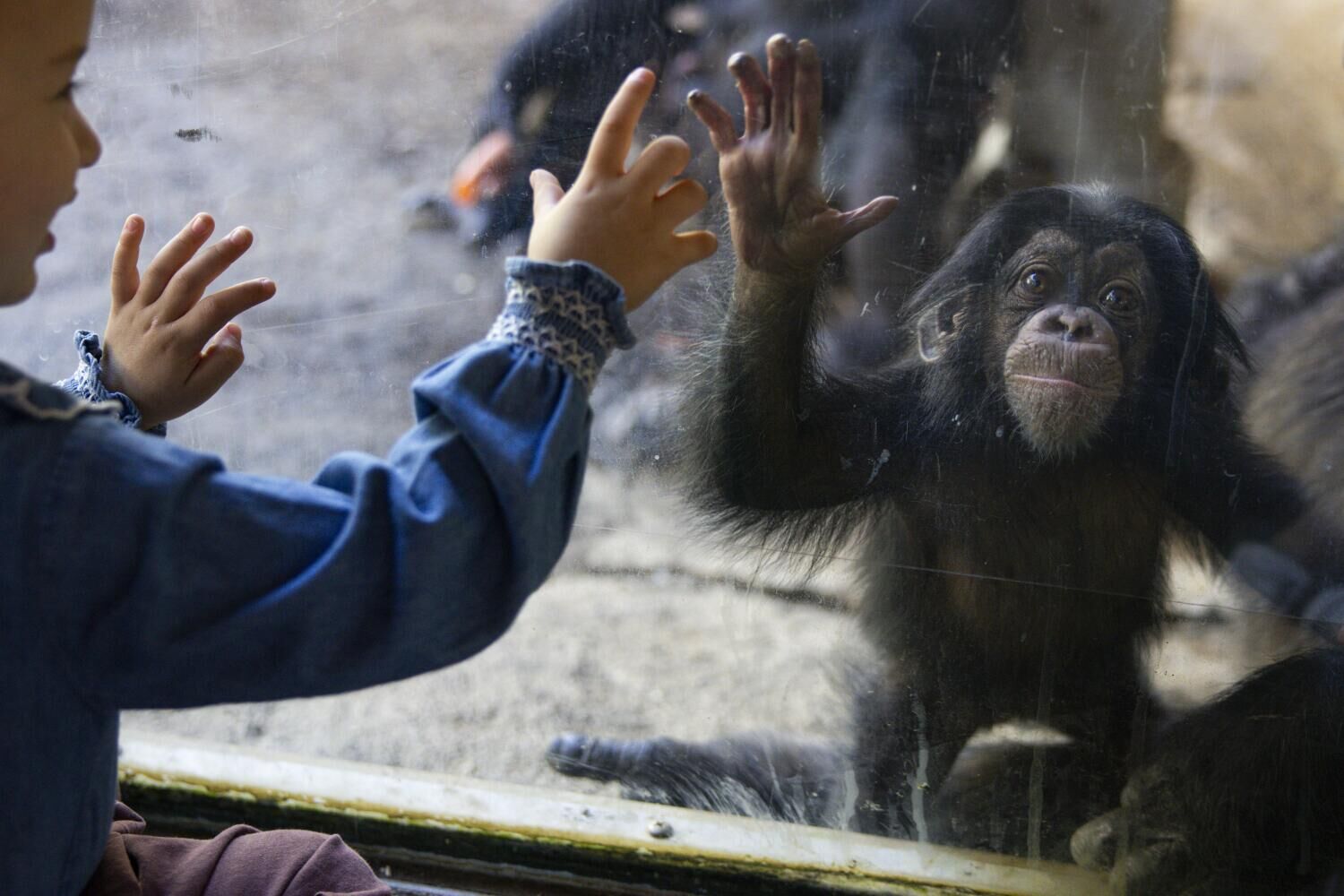 Years of planning culminate in ‘baby boom’ of great apes at L.A. Zoo. Here’s how it happened.