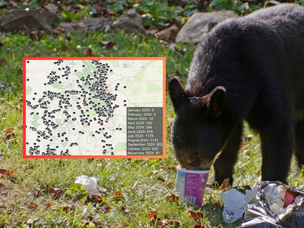 Bear activity on the rise in Colorado with 5,259 reports received by CPW so far this year