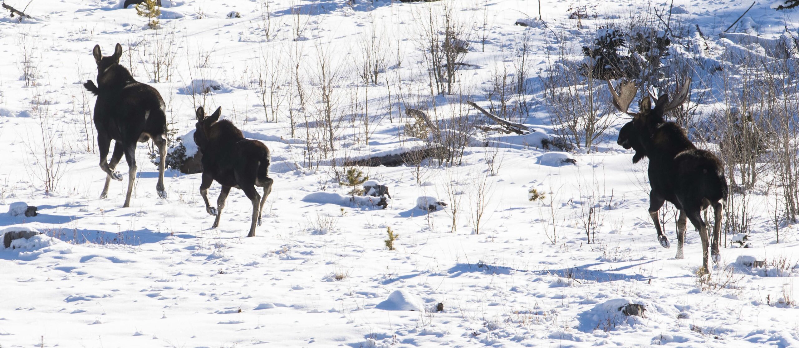 A cow, yearling and bull moose run up a hill after being spotted along Country Road 41 in State Forest State Park near Walden, Colo., Sunday, Dec. 10, 2017. (The Gazette, Christian Murdock)