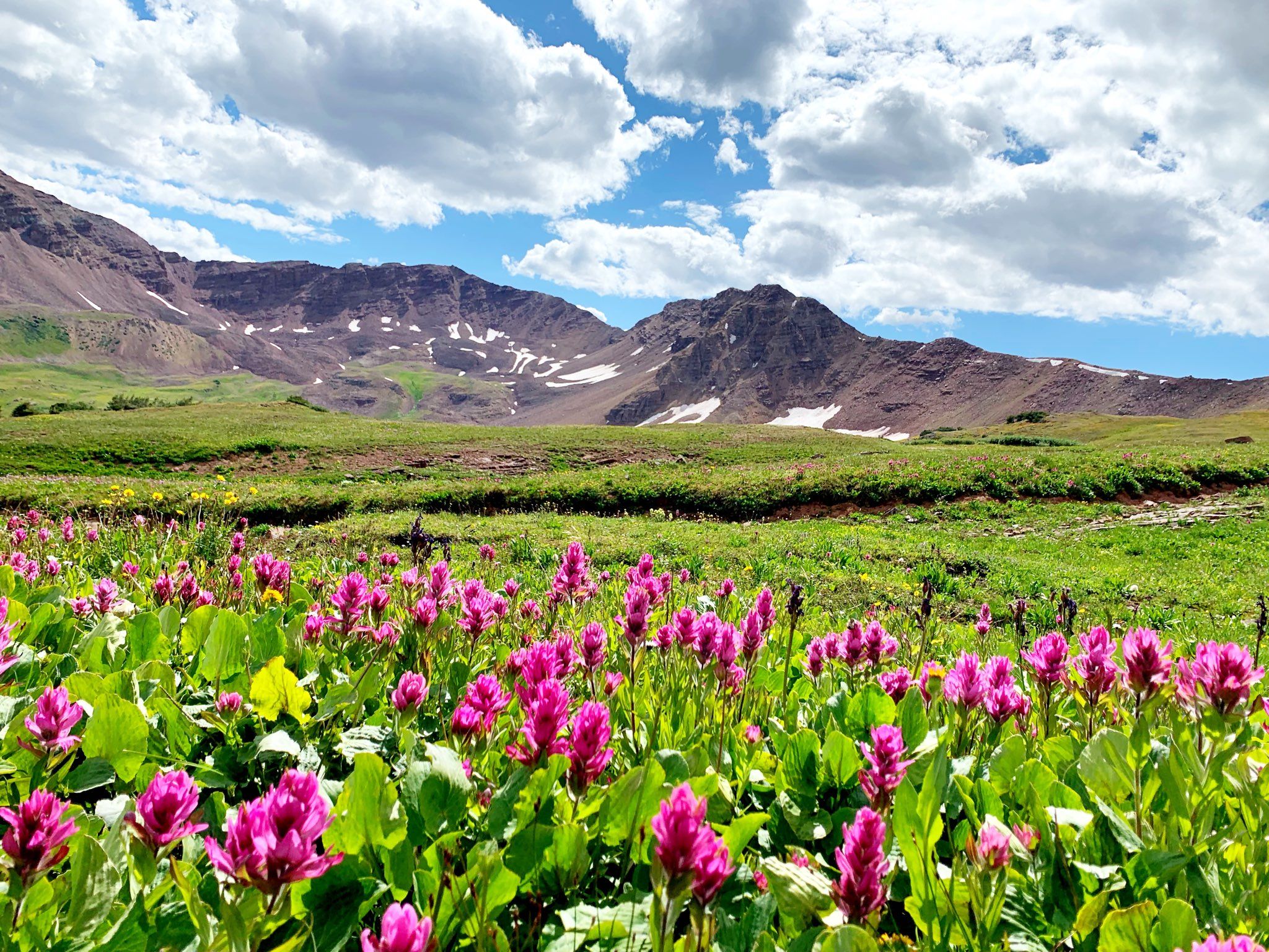 Wildflowers burst along the Four Pass Loop, with the Elk Mountains providing the backdrop. Gazette photo