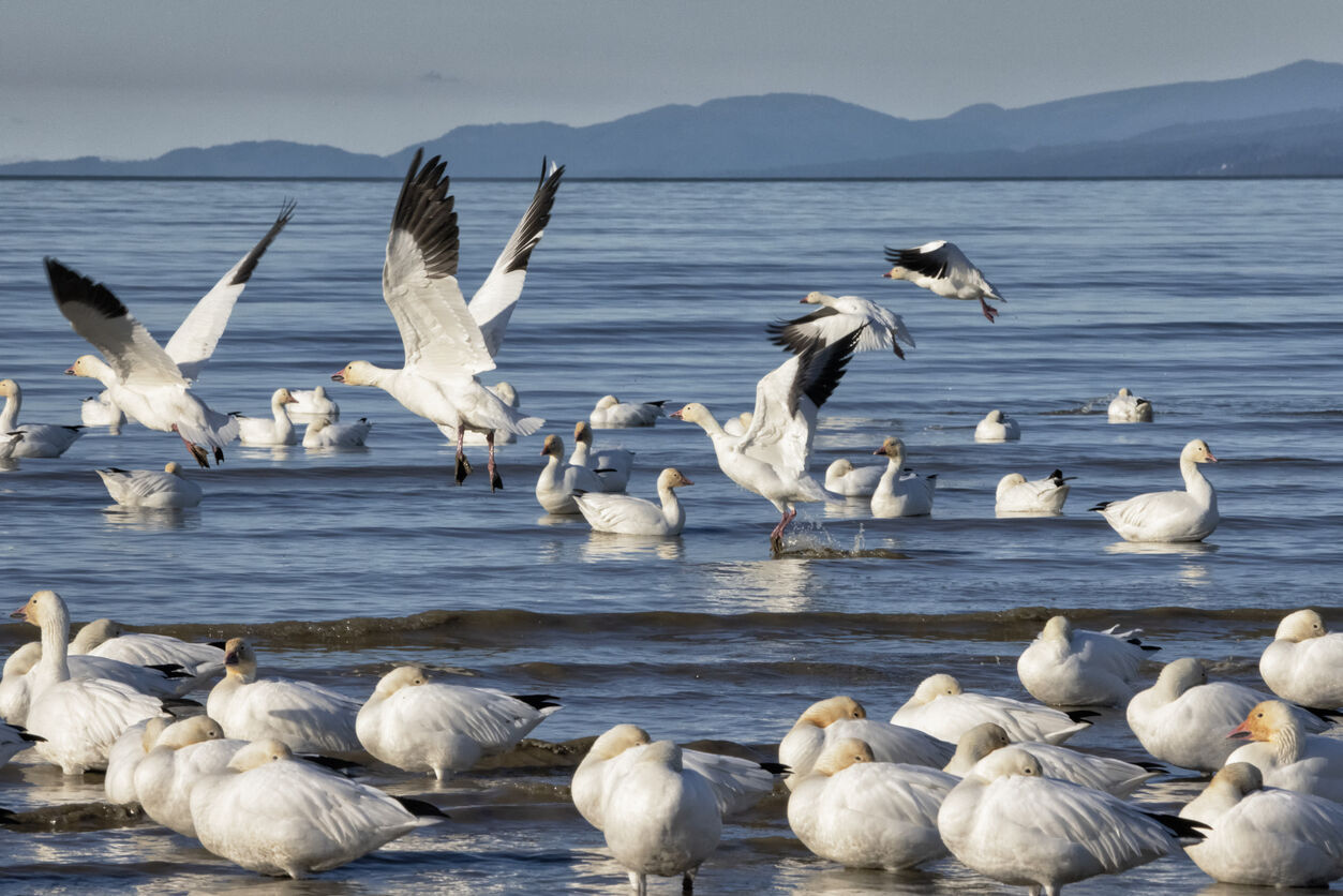 Wildlife officials expect spike of deadly ‘avian flu’ in Colorado this winter