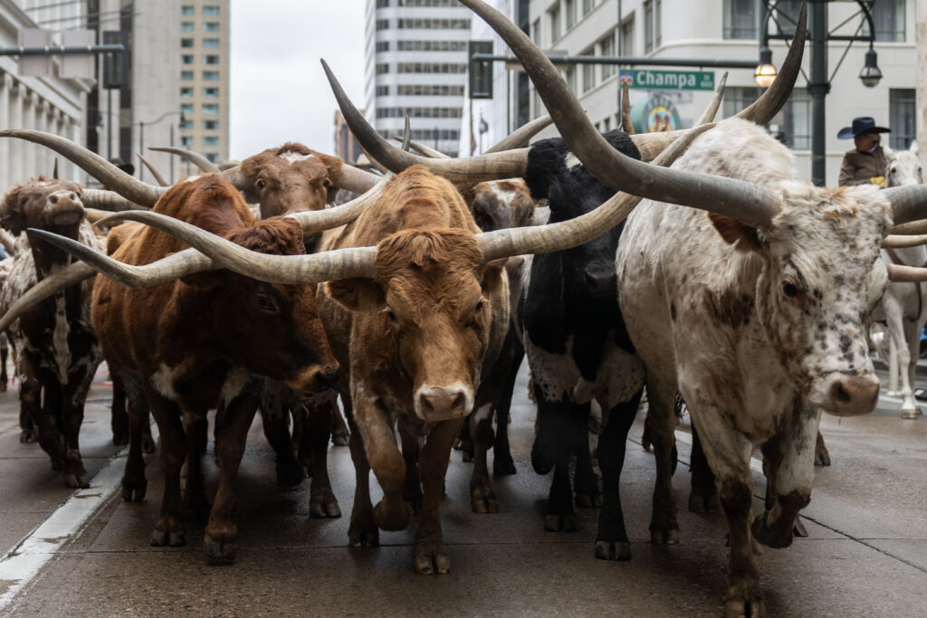 A herd of longhorns roam through a downtown city