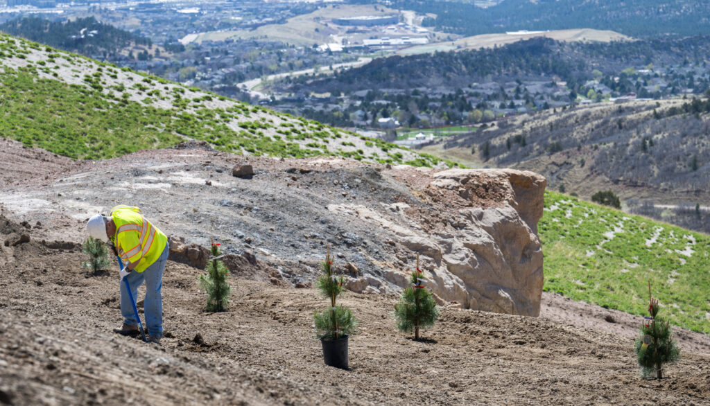 David Clemans plants a ponderosa pine as part of the 100-acre reclamation project at the site of the Pikeview Quarry Thursday, April 25, 2024, in northwestern Colorado Springs. Clemans, who lives next to the old quarry, came out of retirement to work on the project that he sees from his living room window.  The quarry, a former limestone mine, operated from 1903 to 2018. (The Gazette, Christian Murdock)