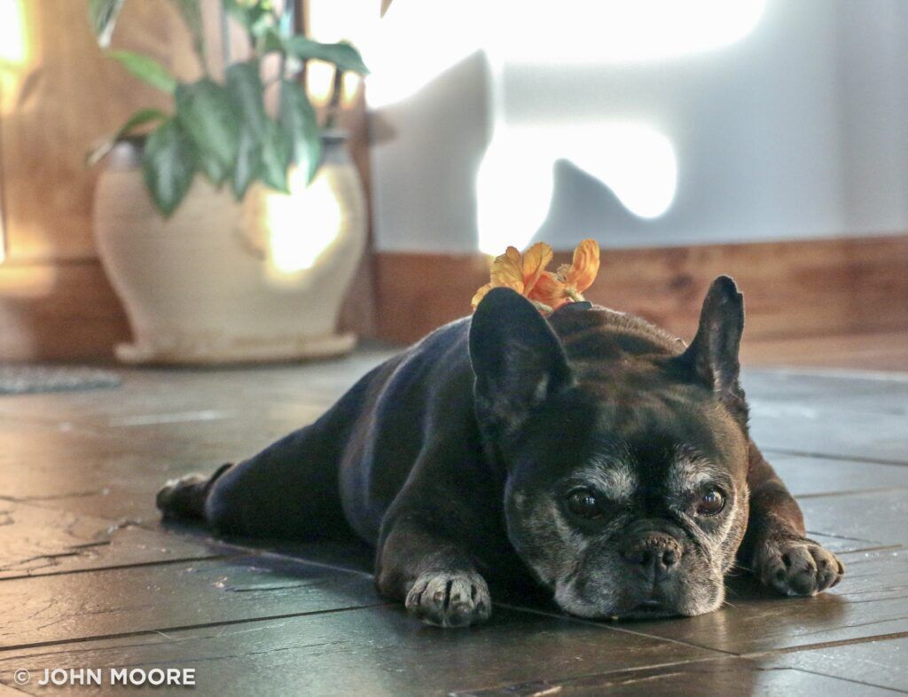 The ringbearer was a dog named Babette. John Moore, Denver Gazette)