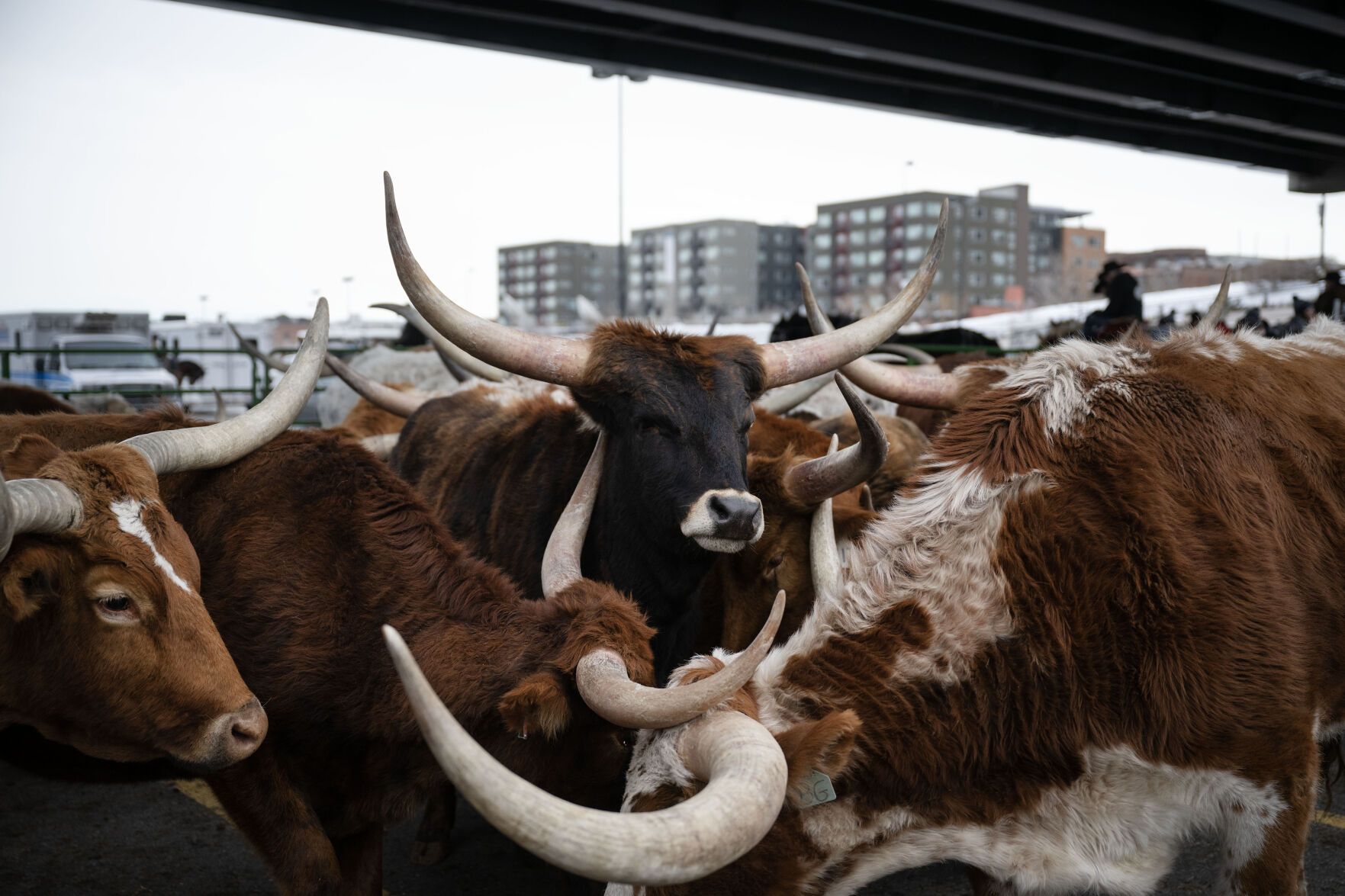 longhorn cattle walking down a city street