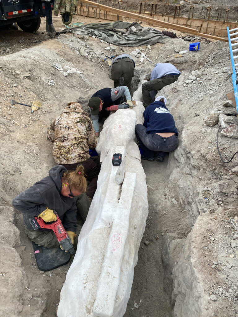 Volunteers and Dinosaur National Monument staff working to excavate the fossil from the quarry. Photo courtesy National Park Service/ReBecca Hunt-Foster
