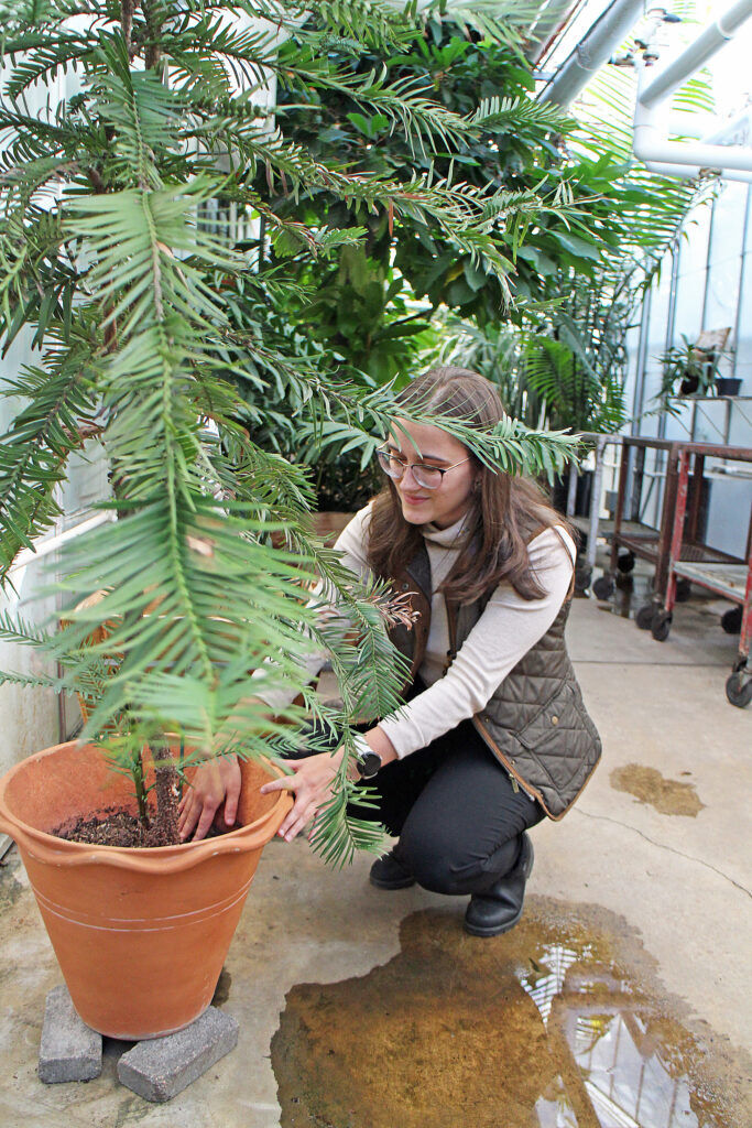 Malinda Barberio tends to Wally the Wollemi pine at the University of Colorado Boulder's greenhouse on 30th Street. Photo by Rachel Sauer