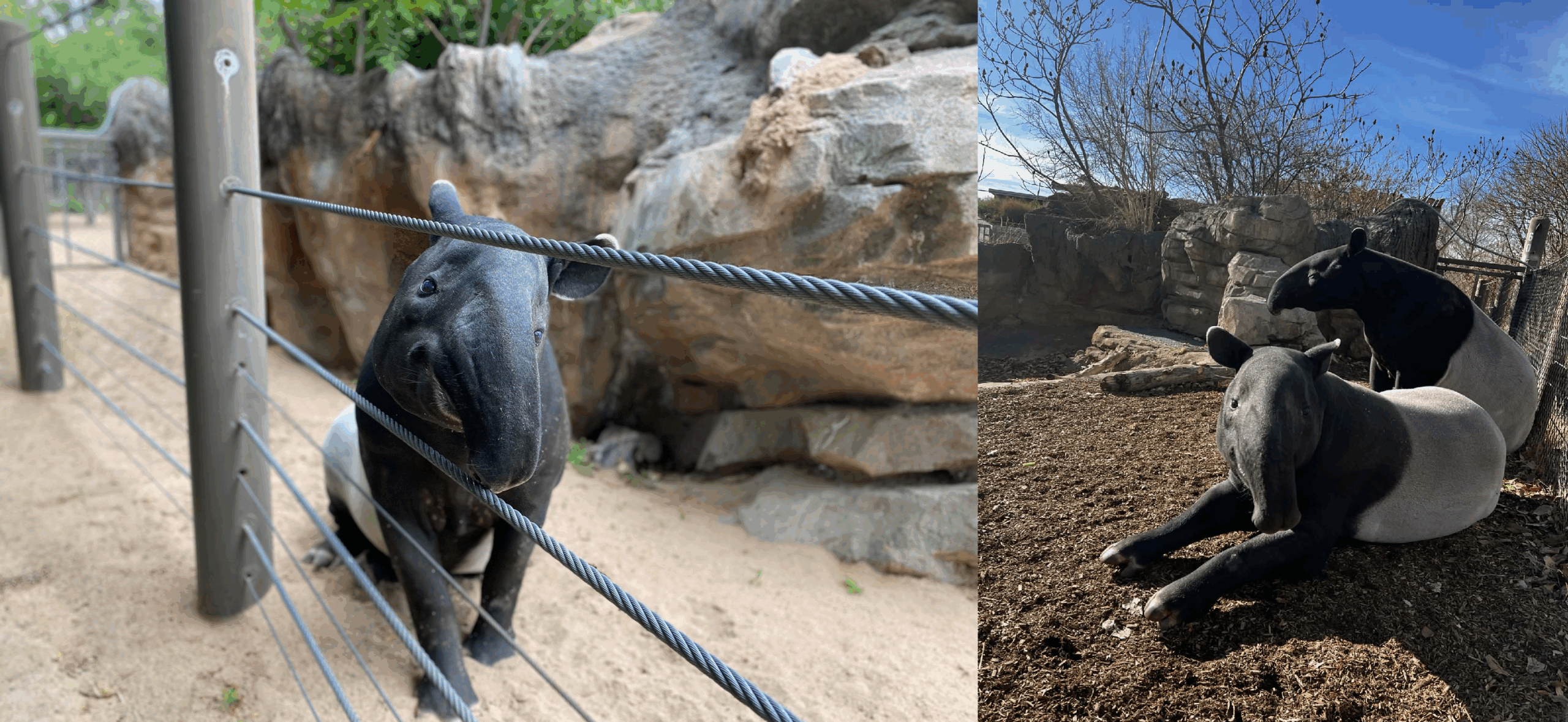 Two Malayan tapirs died from accidental copper overdose, Denver Zoo says