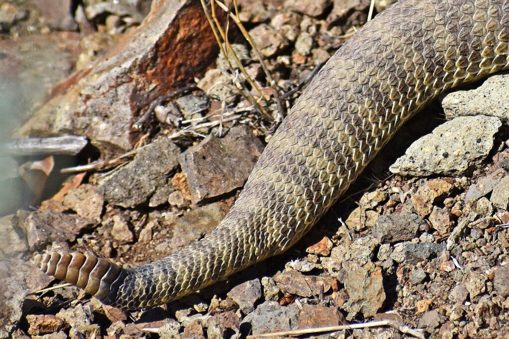 The rattle and thick rear of a pregnant rattlesnake. Photo by Max Roberts