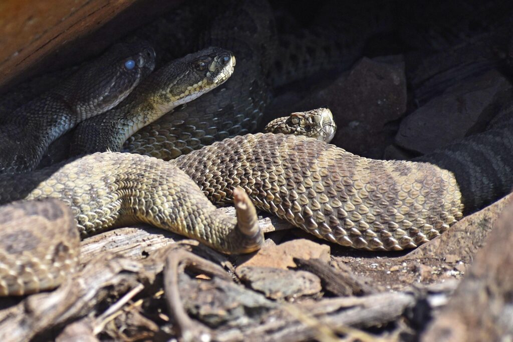 Livestreaming camera reveals secret lives of rattlesnakes in Colorado