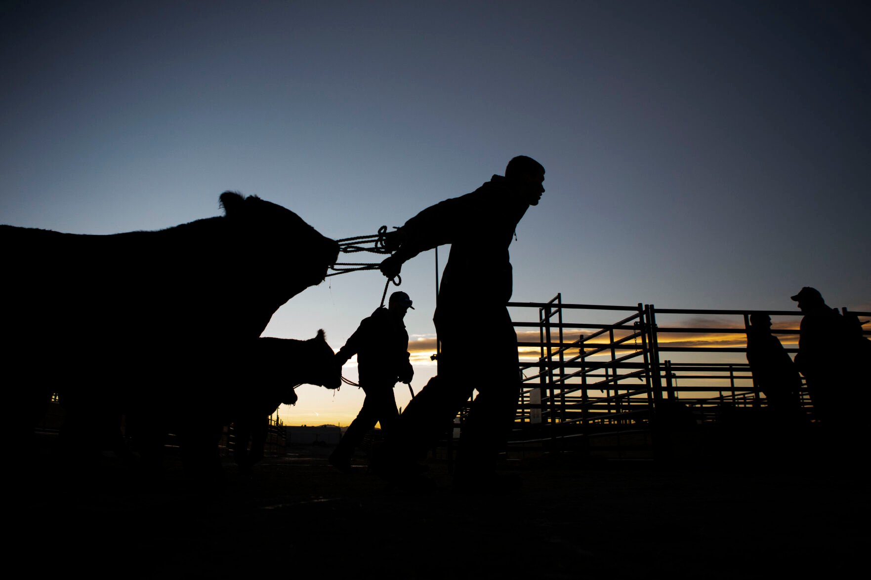 FILE PHOTO: A worker pulls a cattle through the stockyards at the National Western Stock Show on Tuesday, Jan. 11, 2022, in Denver, Colo. Beef is one of the largest-exported commodities from Colorado. (Timothy Hurst/The Gazette) (Timothy Hurst/Denver Gazette)