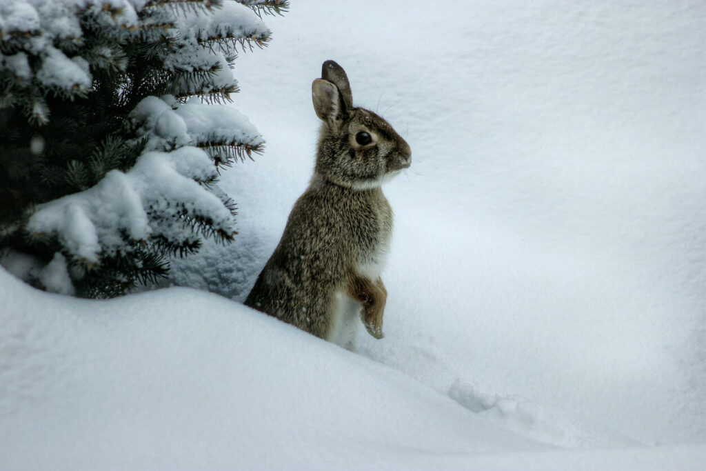 Friendly rabbit prompts law enforcement response at Colorado ski area