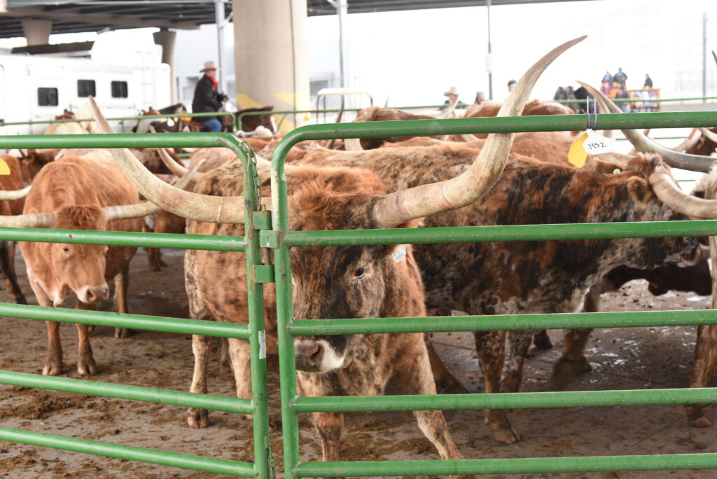 Longhorn cows roam around a green gate
