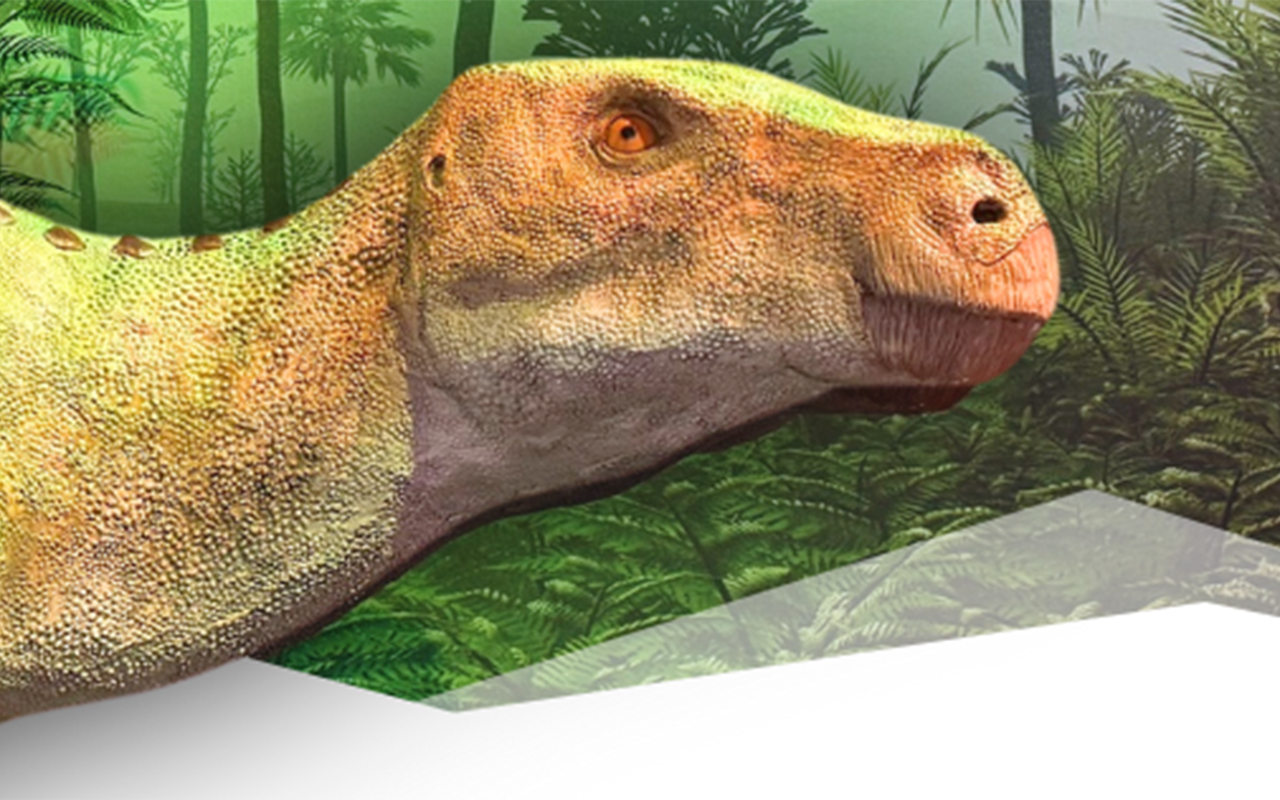 Weekend things to do around Colorado Springs and beyond: Dinosaur events, Orchid Showcase, Bird Count, Swan Lake