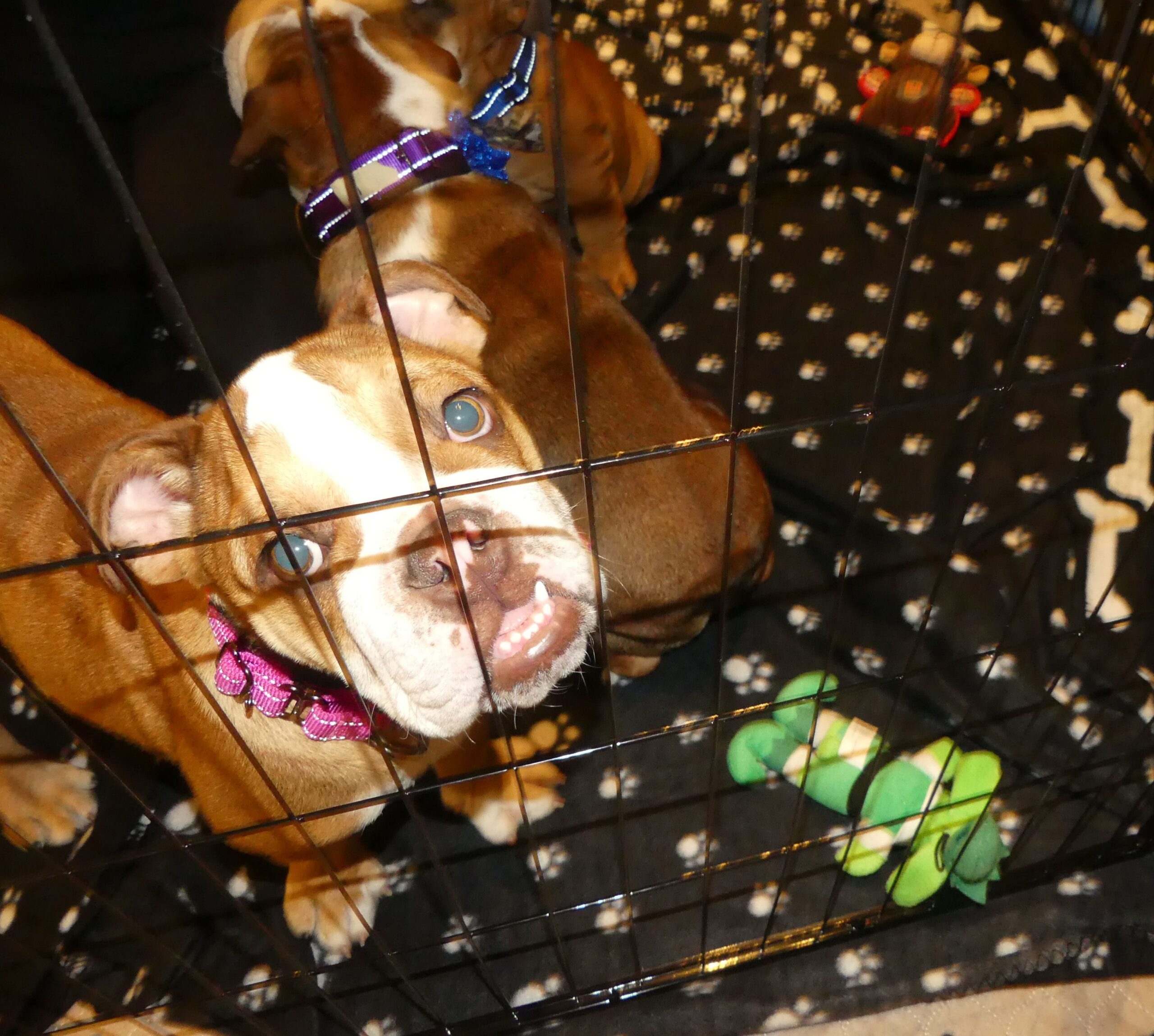 They surrendered their pets that turned aggressive, then they got sued for thousands of dollars by a dog rescue group