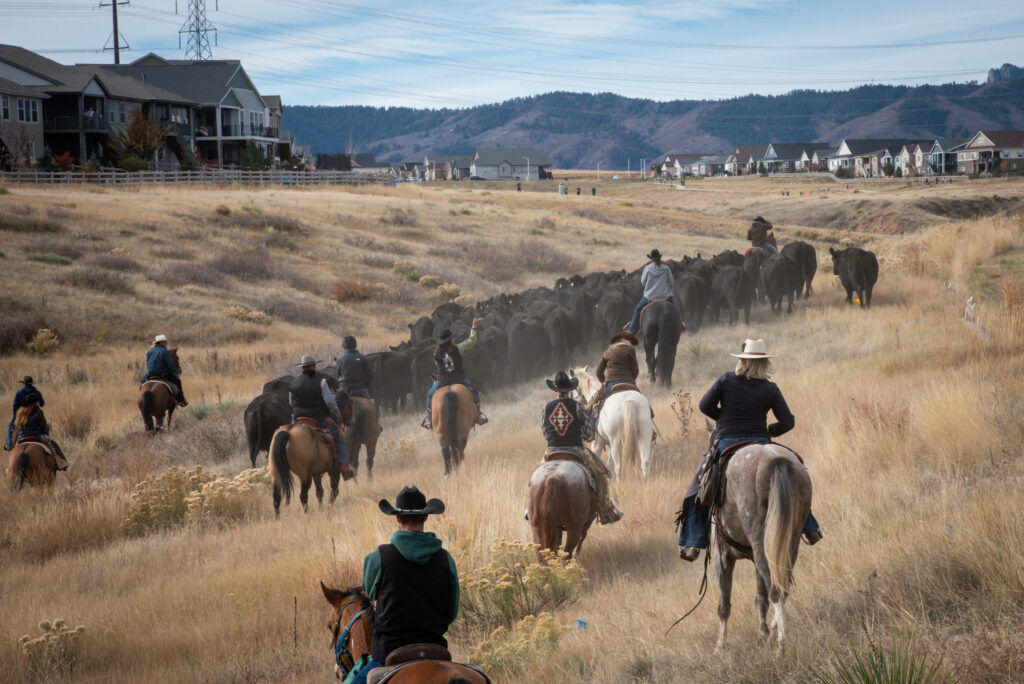 Sterling Ranch Cattle Drive 3