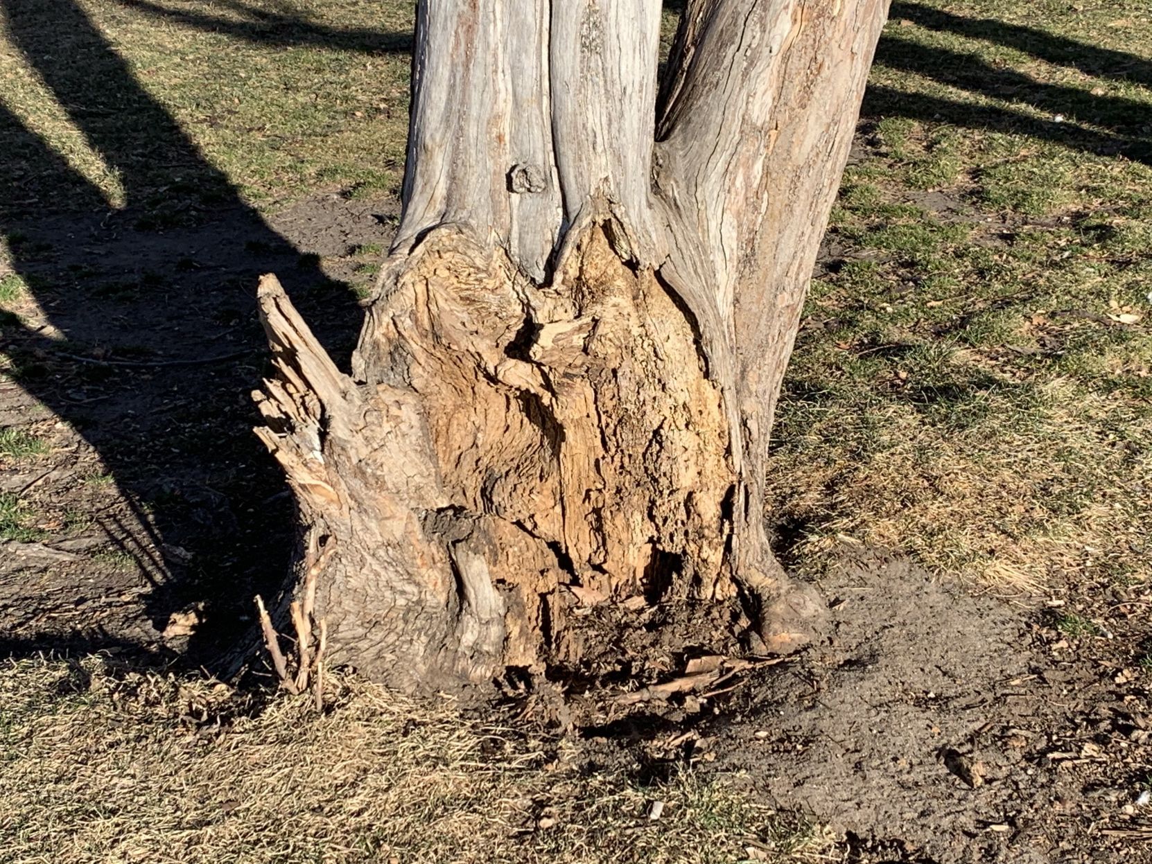 Colorado Politics A tree in Lincoln Park that Denver police said was chewed away by rats.