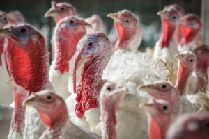 Avian flu spreads to backyard flocks in Larimer and Logan counties