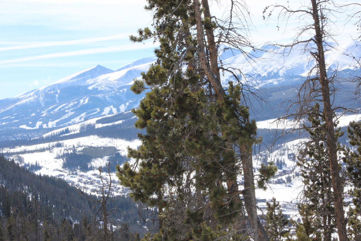10-year-old dog reunited with owner after 43 days missing in Colorado mountains