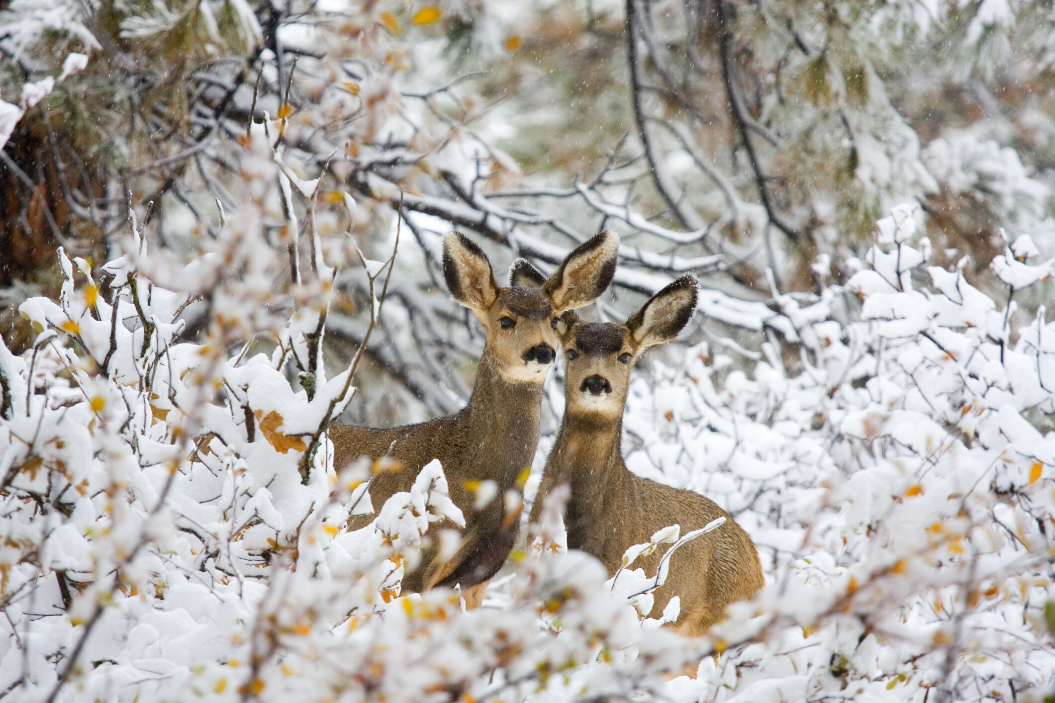 After Colorado’s big snow this week, two more chances for winter storms in the forecast