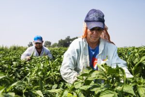 Colorado Senate committee advances bill increasing overtime threshold for farmworkers