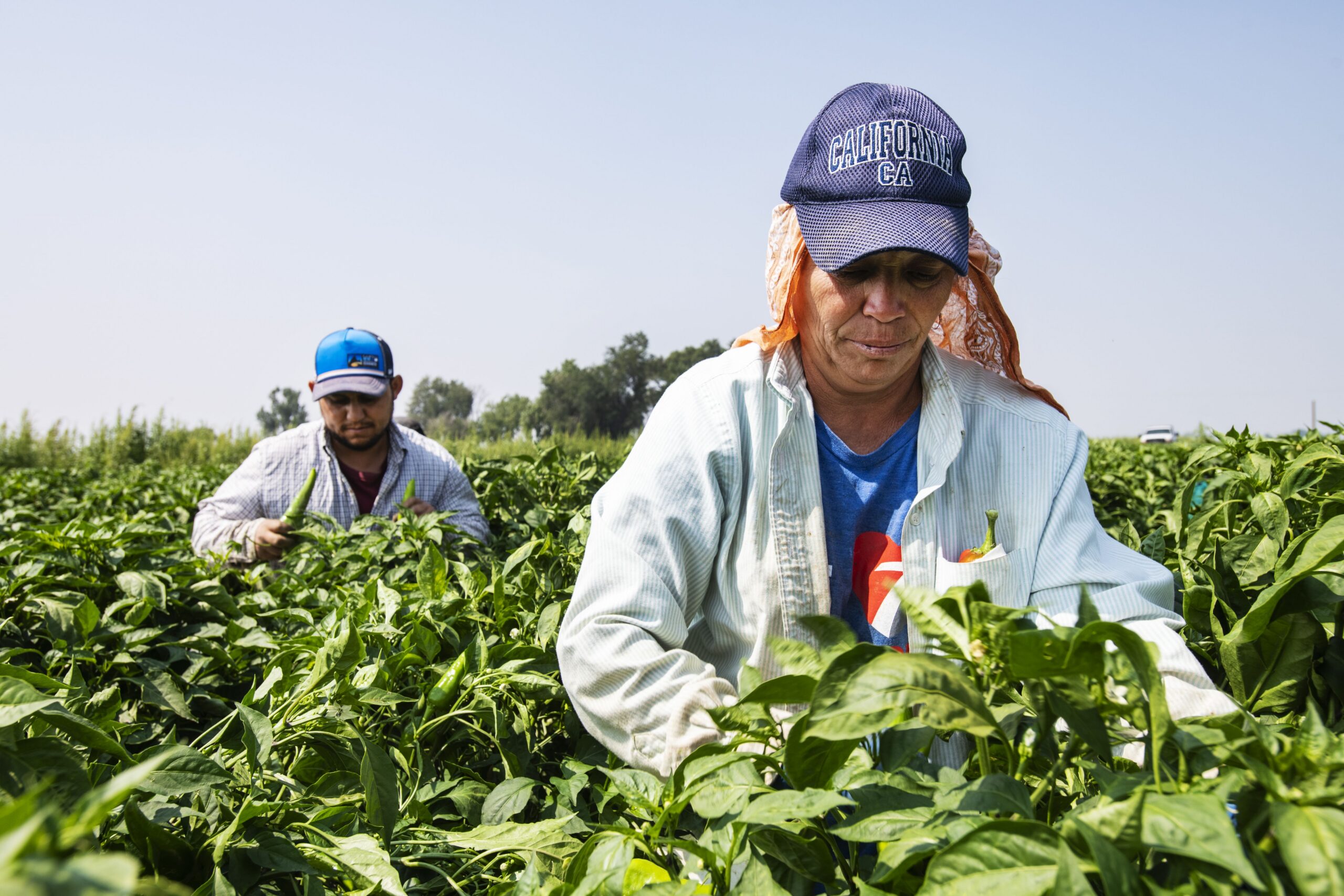 Colorado Senate committee advances bill increasing overtime threshold for farmworkers