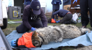 Male wolf dies after capture attempt in Colorado