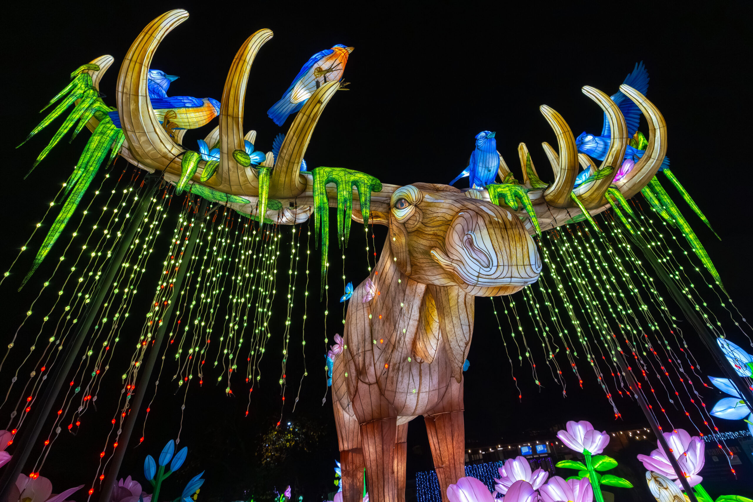 Denver Zoo opens nighttime event ‘Glowing Wild’
