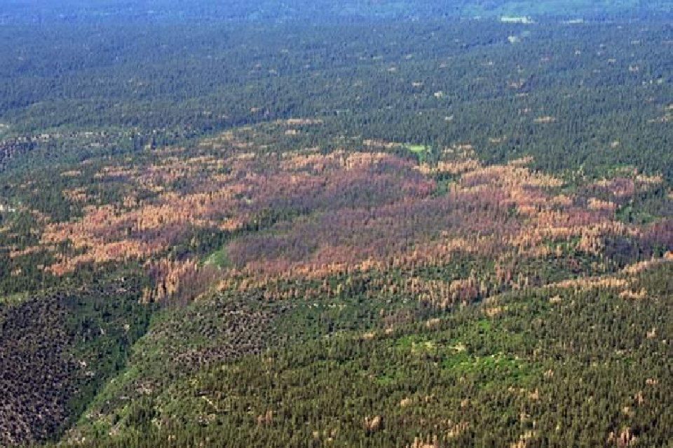Save your pines: Jeffco launches pine beetle assistance program