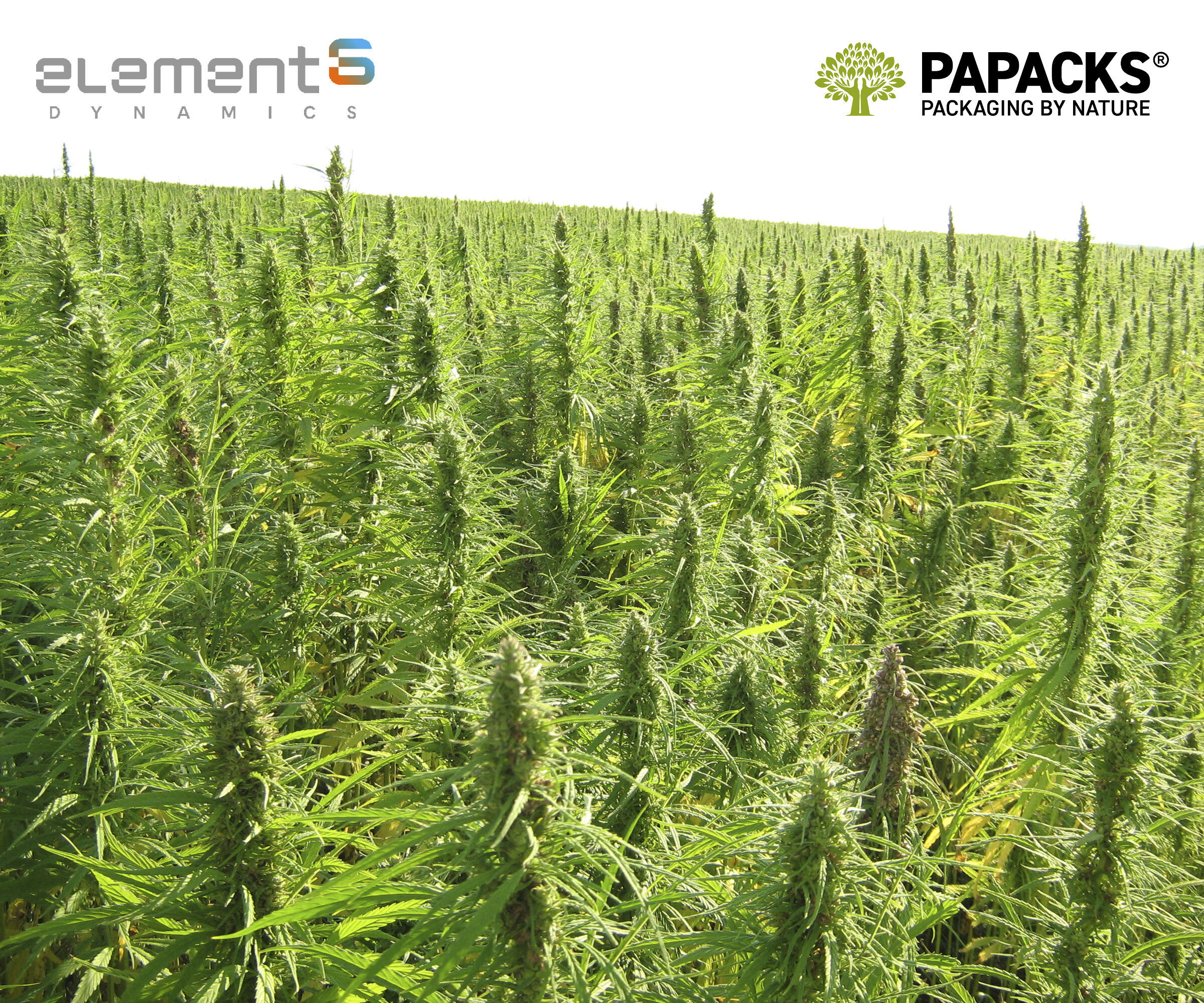 Rand Paul introduces bipartisan legislation to regulate hemp products