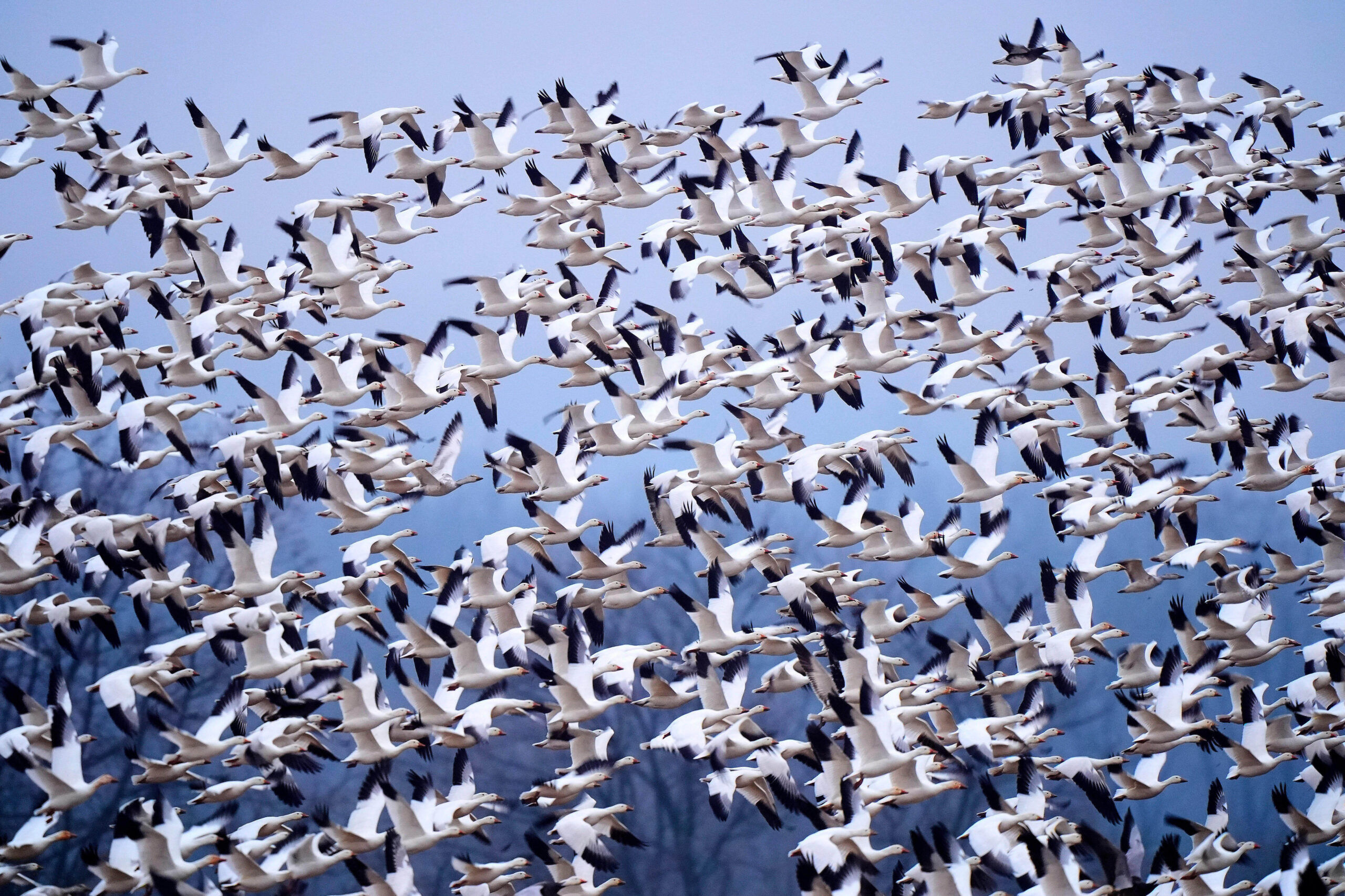 Raucous bird tornado touches down as snow geese make flight to Arctic
