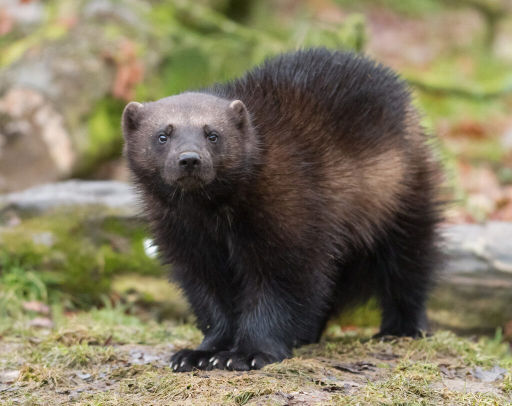 Wolverines are believed to have been extirpated in Colorado more than 100 years ago. Now officials are working on a plan to bring them back. Photo courtesy Colorado Parks and Wildlife 