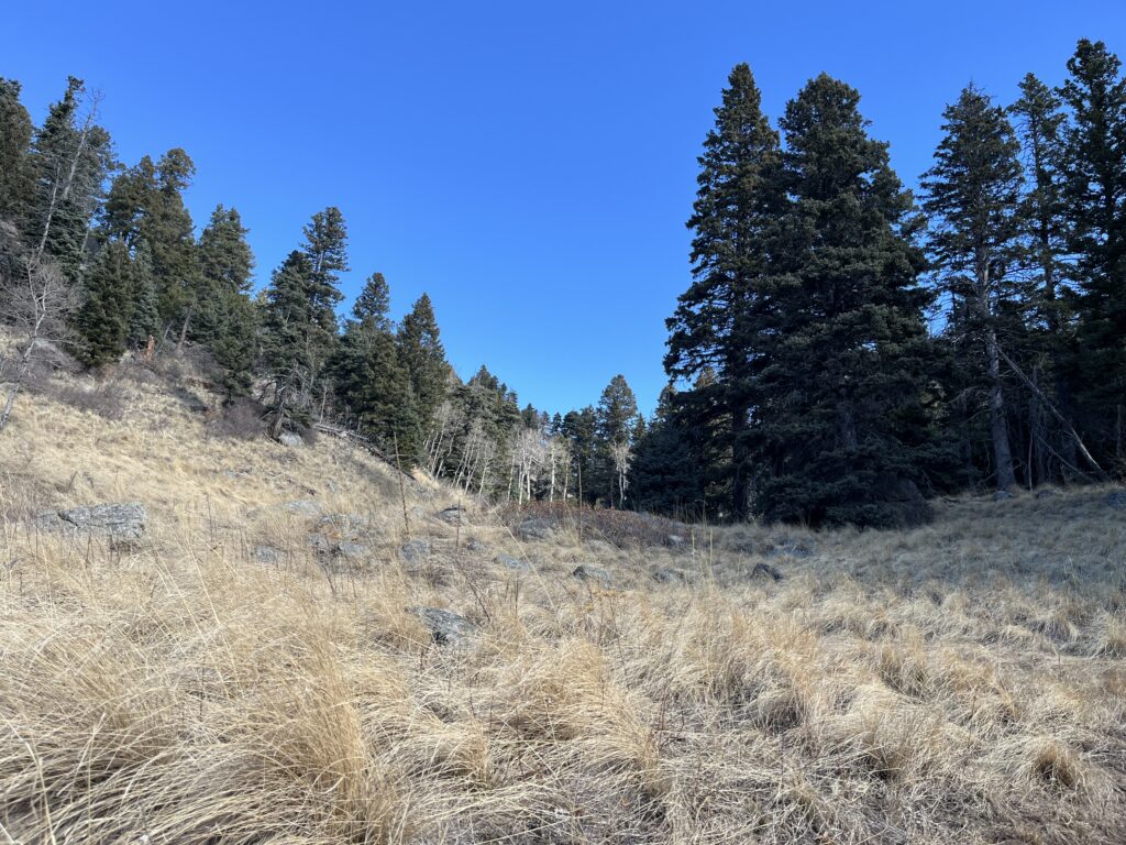 Grass waves at a meadow atop Dixon Trail at Cheyenne Mountain State Park. Seth Boster, The Gazette