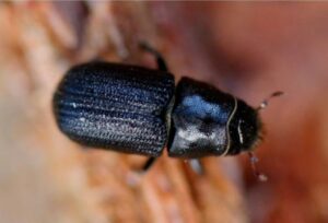 A perfect storm: Pine beetles thriving following warm, dry winter in Colorado