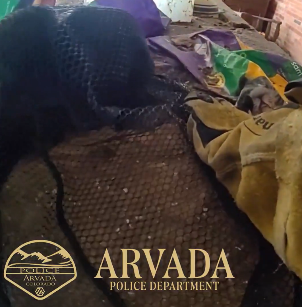 More than 100 cats removed from Arvada home, police say