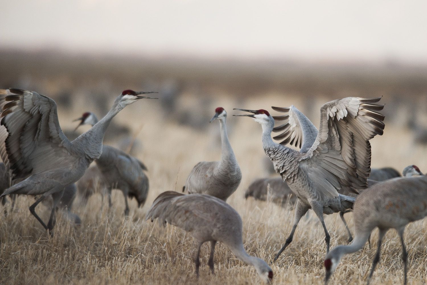 Thousands of Rocky Mountain sandhill cranes make a stop in the San Luis Valley during their migration to the greater Yellowstone area. Gazette photo