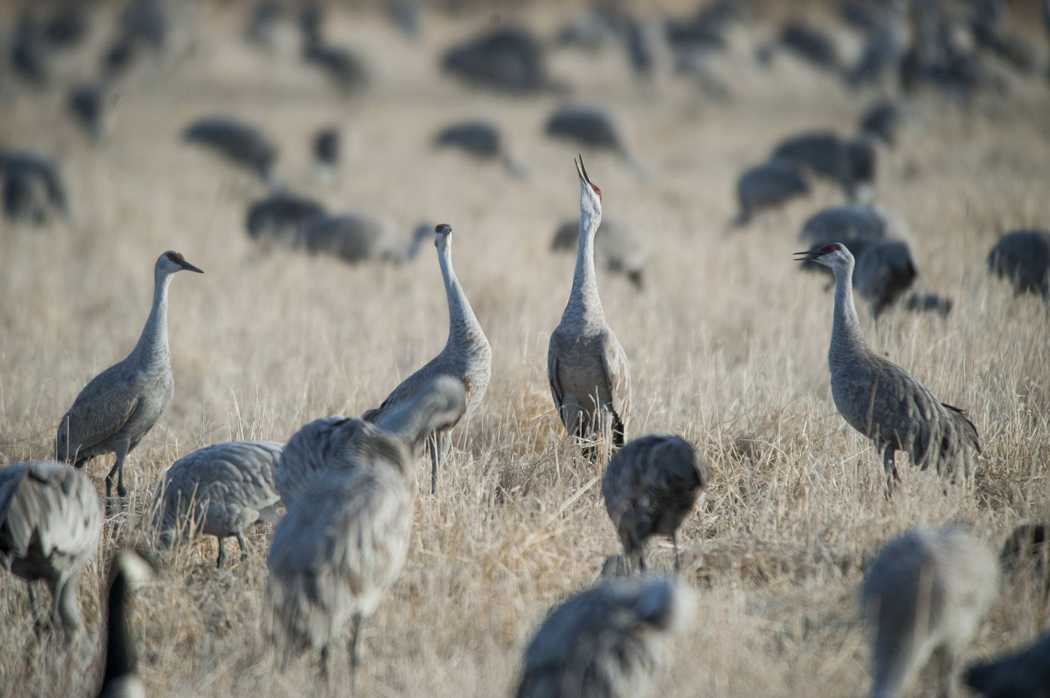 Sandhill cranes in the fields of the San Luis Valley. Gazette file