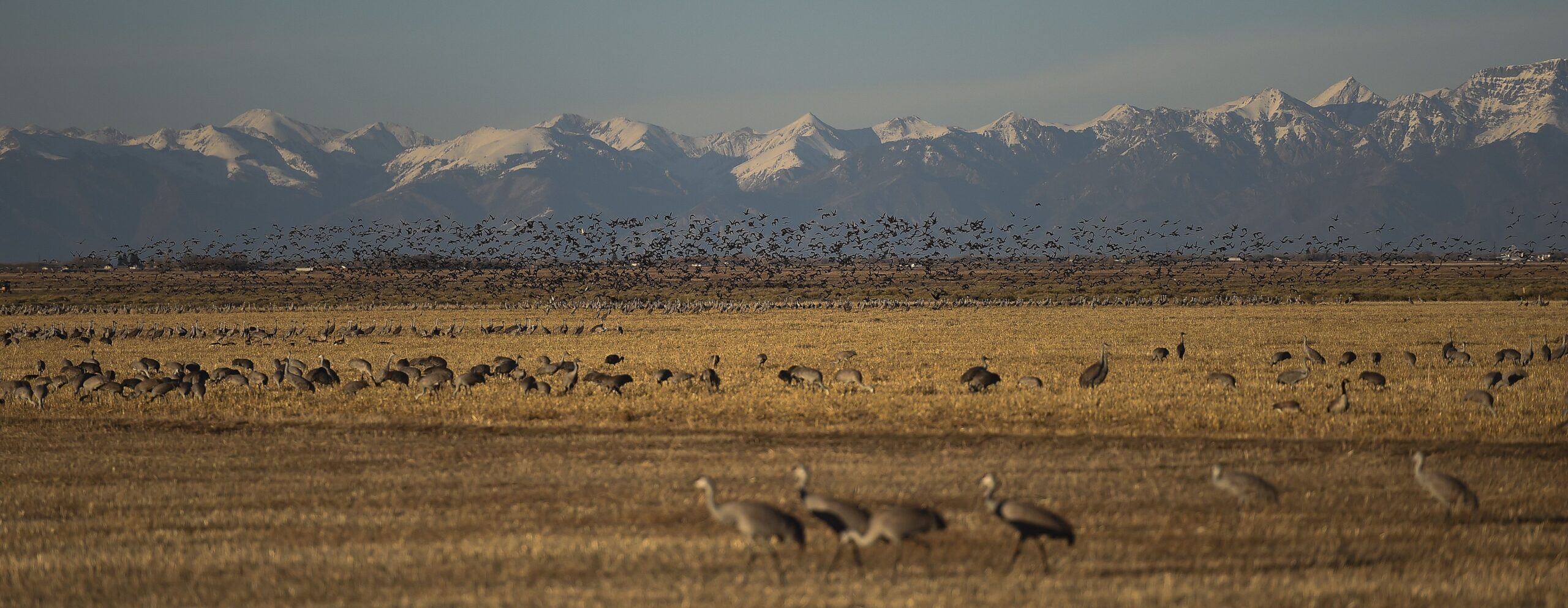 Sandhills cranes arrive at the Monte Vista National Wildlife Refuge to feed for the day. Gazette file