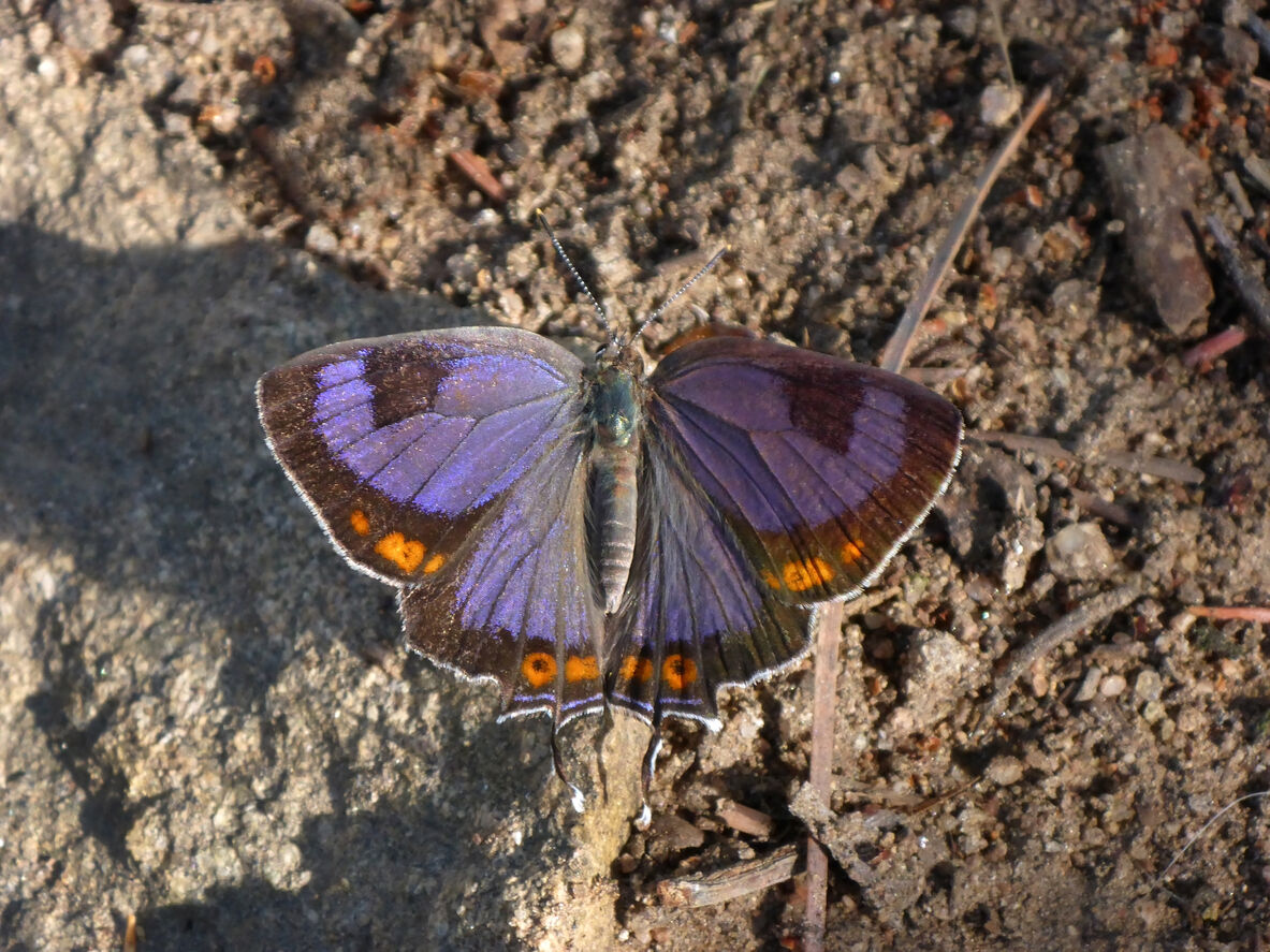 Here’s where to find Colorado’s ‘state insect,’ known for its stunning iridescent wings