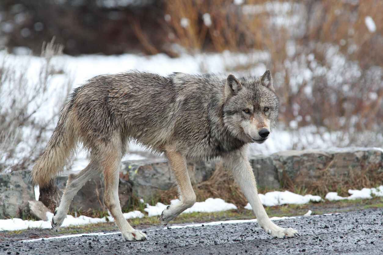 CPW halts effort to kill uncollared wolf, possibly pup that evaded capture in 2024 and was shot in 2025