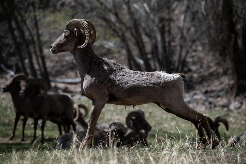 PHOTOS: Bighorn Sheep relax on Waterton Canyon Trail