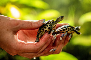 PHOTOS: 12 Critically Endangered Turtles Hatched Earlier This Year at the Downtown Aquarium