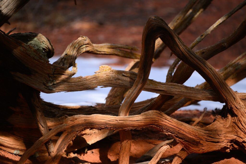 A tangle of Juniper branches in Red Canyon Park just outside Canon City, Colorado January 28, 2026. Photo by Mark Reis