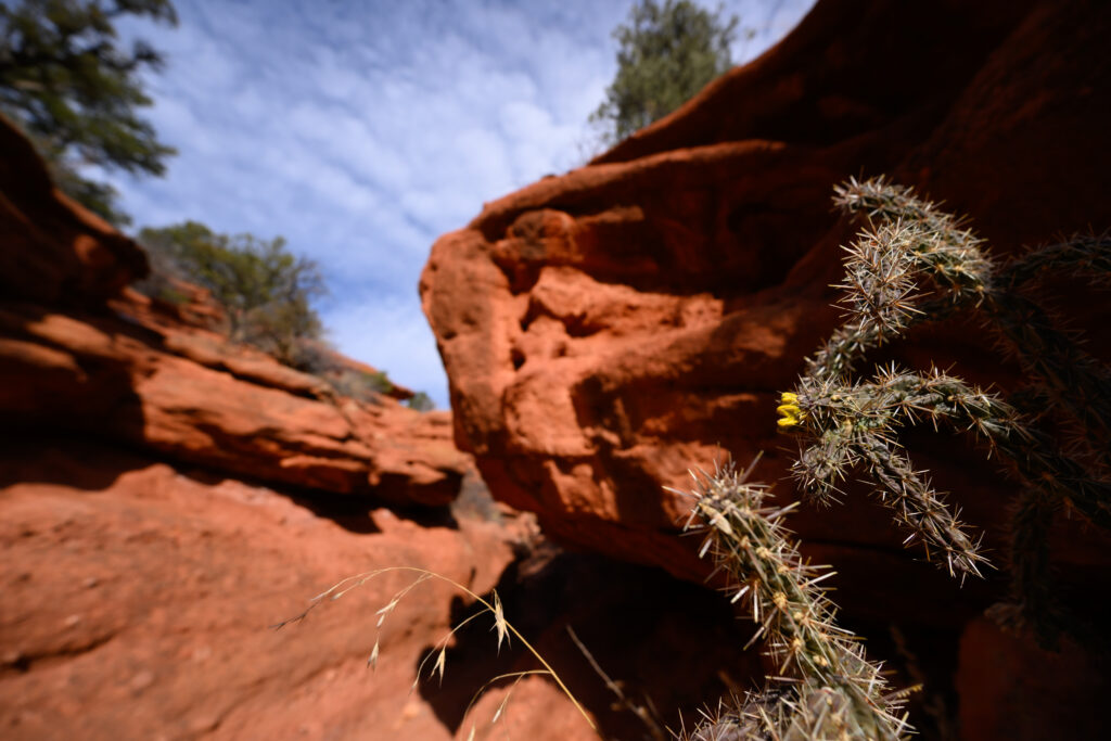 Cholla cactus amongst the red rocks in Red Canyon Park just outside Canon City, Colorado January 28, 2026. Photo by Mark Reis
