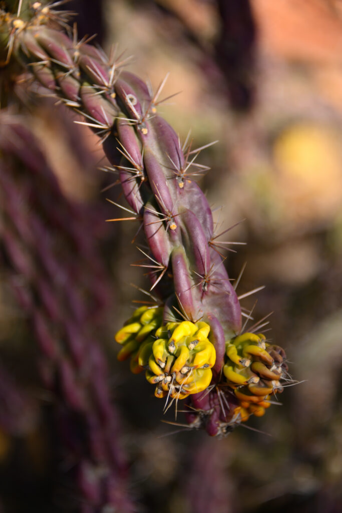 Cholla cactus in Red Canyon Park just outside Canon City, Colorado January 28, 2026. Photo by Mark Reis